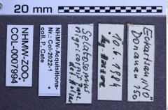 Etiketten zu Paraphotistus nigricornis (Panzer, 1799) (NHMW-ZOO-COL-0007994)